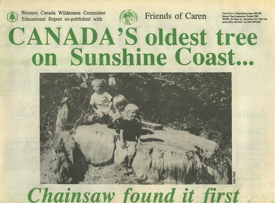 Canada's oldest tree Wilderness Committee